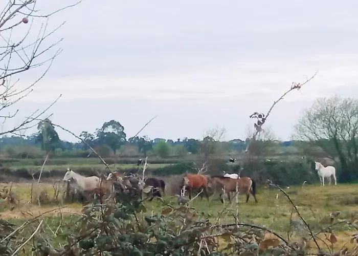 Aveiro, Ria E Arte アヴェイロ