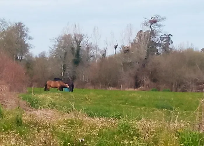 Aveiro, Ria E Arte アヴェイロ